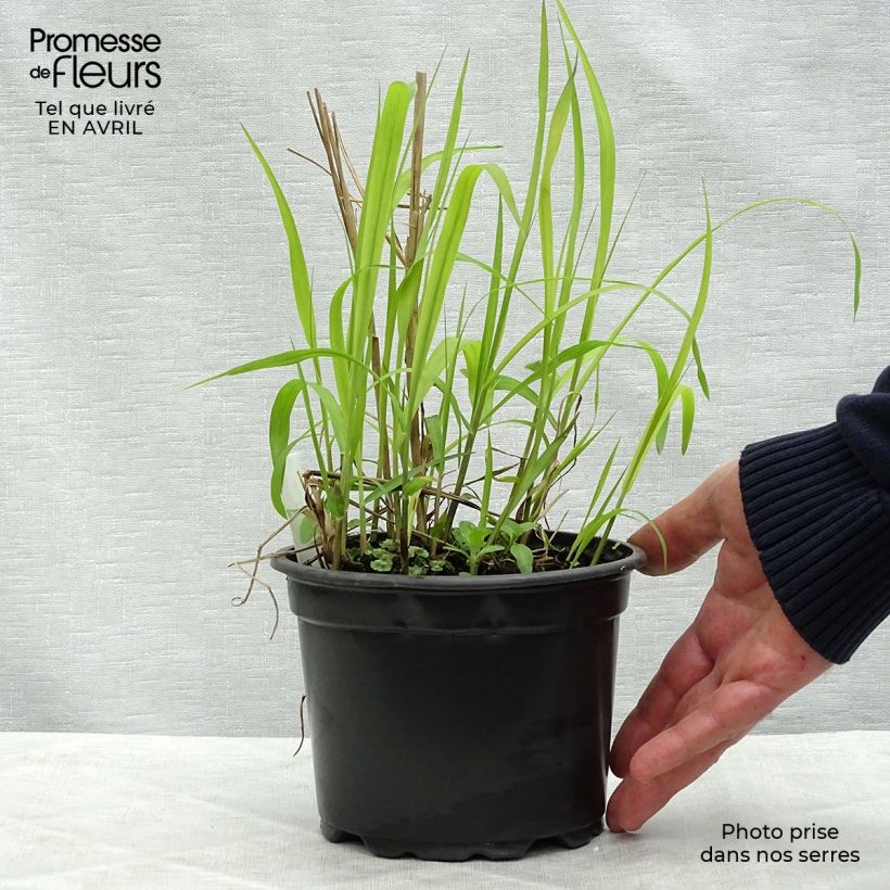 Spécimen de Miscanthus sinensis Purpurascens, Eulalie en pot de 2/3 litres tel que livré au printemps