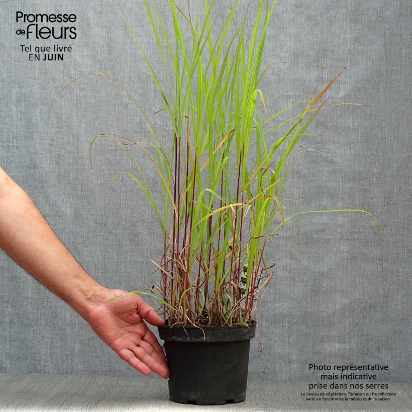 Spécimen de Miscanthus sinensis Purpurascens, Eulalie Pot de 2L/3L tel que livré en été
