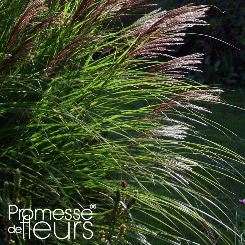 Miscanthus sinensis Red Chief - Roseau de Chine (Feuillage)