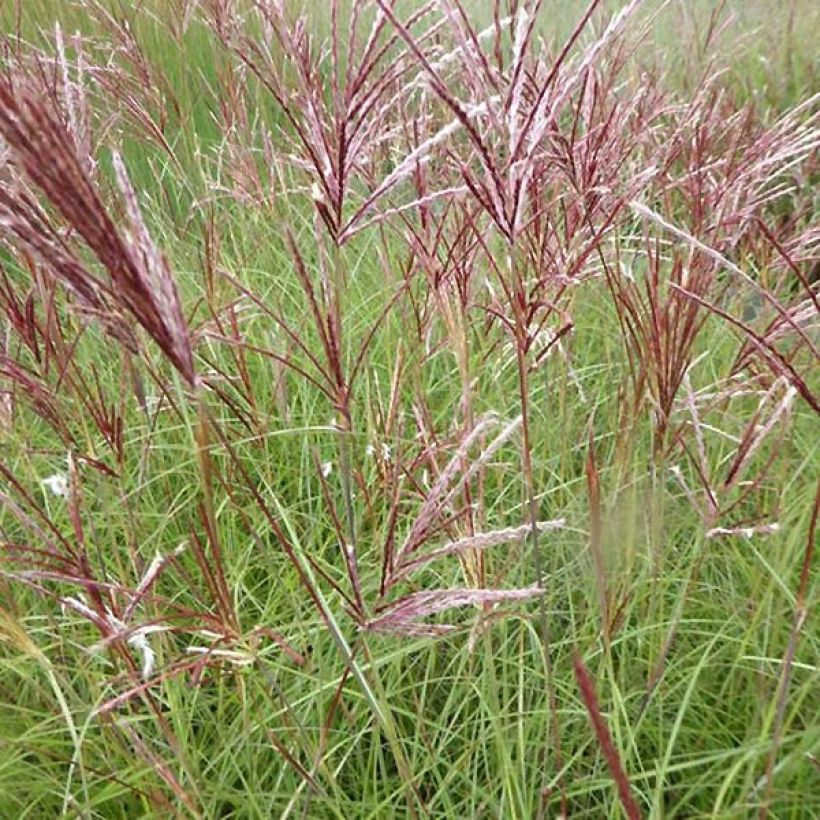 Miscanthus sinensis Red Chief - Roseau de Chine (Floraison)