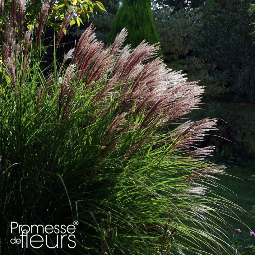 Miscanthus sinensis Red Chief - Roseau de Chine (Port)