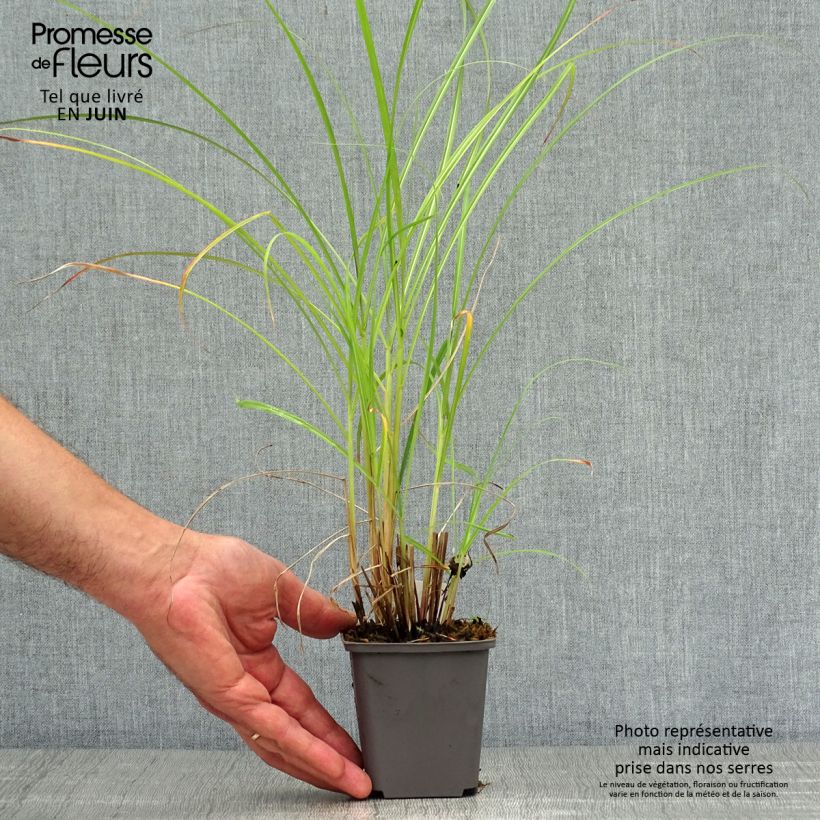 Spécimen de Miscanthus sinensis Red Chief - Roseau de Chine Godet de 8/9 cm tel que livré en été