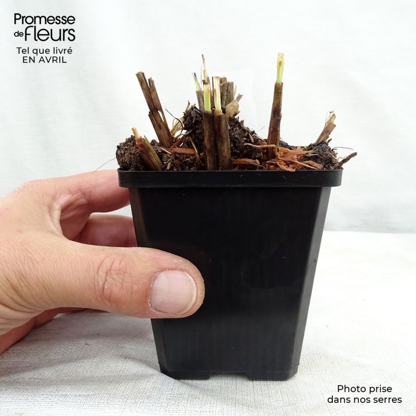 Spécimen de Miscanthus sinensis Red Chief - Roseau de Chine Godet de 9cm tel que livré au printemps