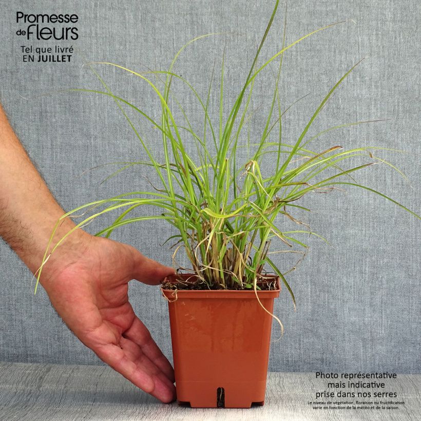 Spécimen de Miscanthus sinensis Red Chief - Roseau de Chine Pot de 1,5L/2L tel que livré en été