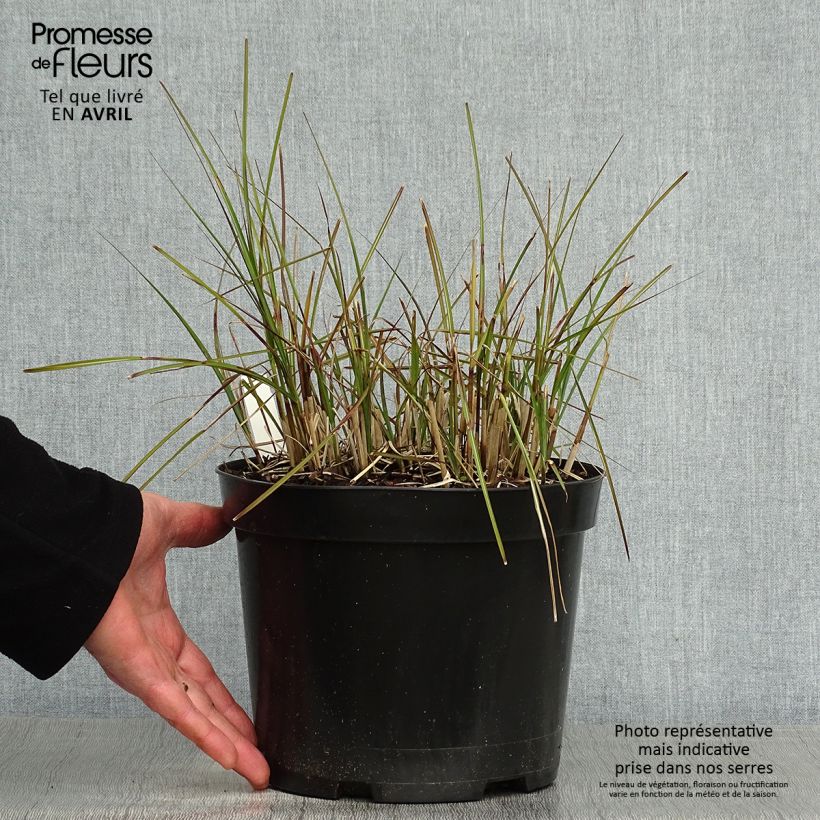 Spécimen de Miscanthus sinensis Red Chief - Roseau de Chine - Pot de 4L/5L tel que livré au printemps