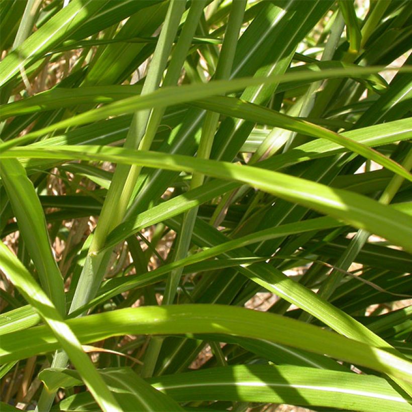 Miscanthus sinensis Roland - Roseau de Chine (Feuillage)