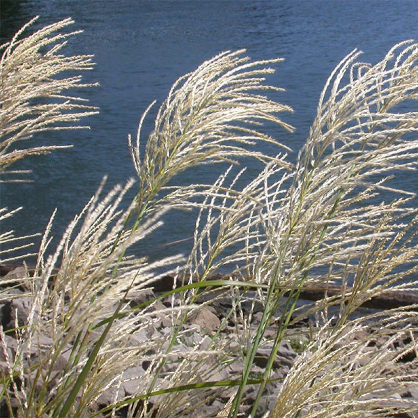 Miscanthus sinensis Roland - Roseau de Chine (Floraison)