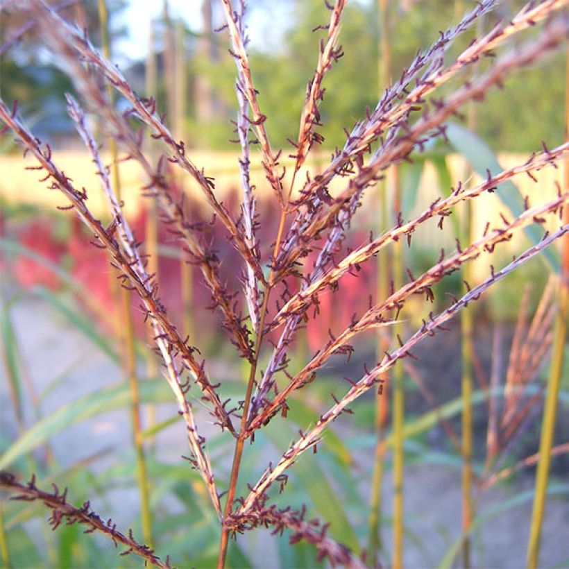 Miscanthus sinensis Rotsilber - Roseau de Chine (Floraison)