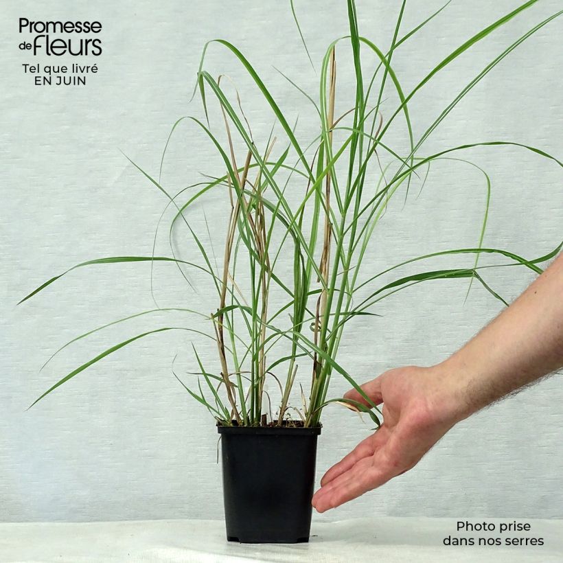 Spécimen de Miscanthus sinensis Rotsilber - Roseau de Chine Godet de 8/9 cm tel que livré en été