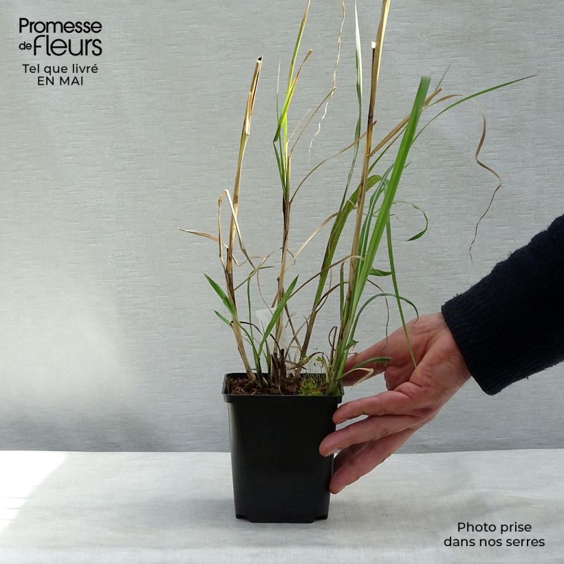Spécimen de Miscanthus sinensis Rotsilber - Roseau de Chine Godet de 9cm tel que livré au printemps