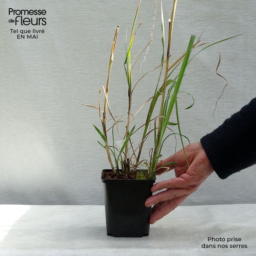 Spécimen de Miscanthus sinensis Rotsilber - Roseau de Chine tel que livré au printemps