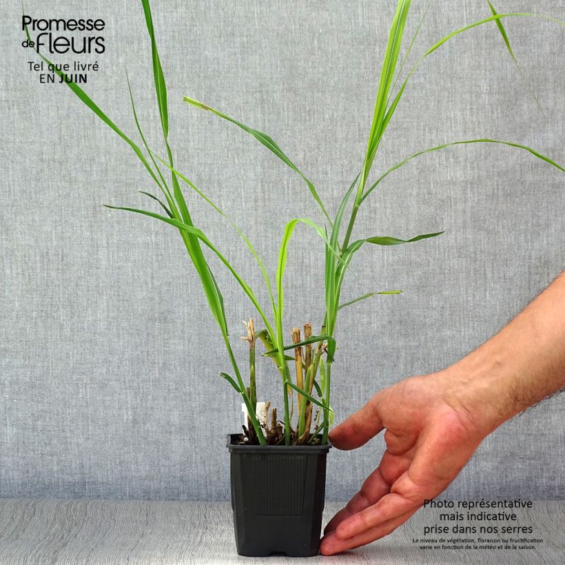 Spécimen de Miscanthus sinensis Silberfeder - Roseau de Chine Godet de 8/9 cm tel que livré en été