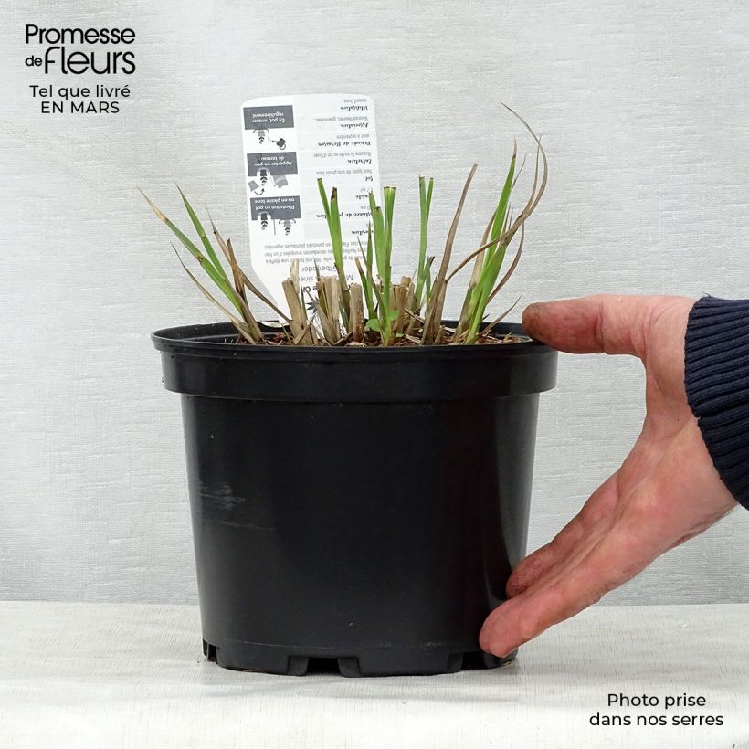 Spécimen de Miscanthus sinensis Silberfeder - Roseau de Chine en pot de 2/3 litres tel que livré au printemps