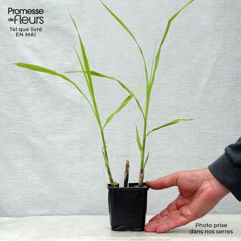 Spécimen de Miscanthus sinensis Silberfeder - Roseau de Chine en godet de 9 cm tel que livré au printemps