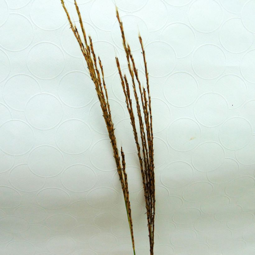 Miscanthus sinensis Silberspinne - Roseau de Chine (Floraison)