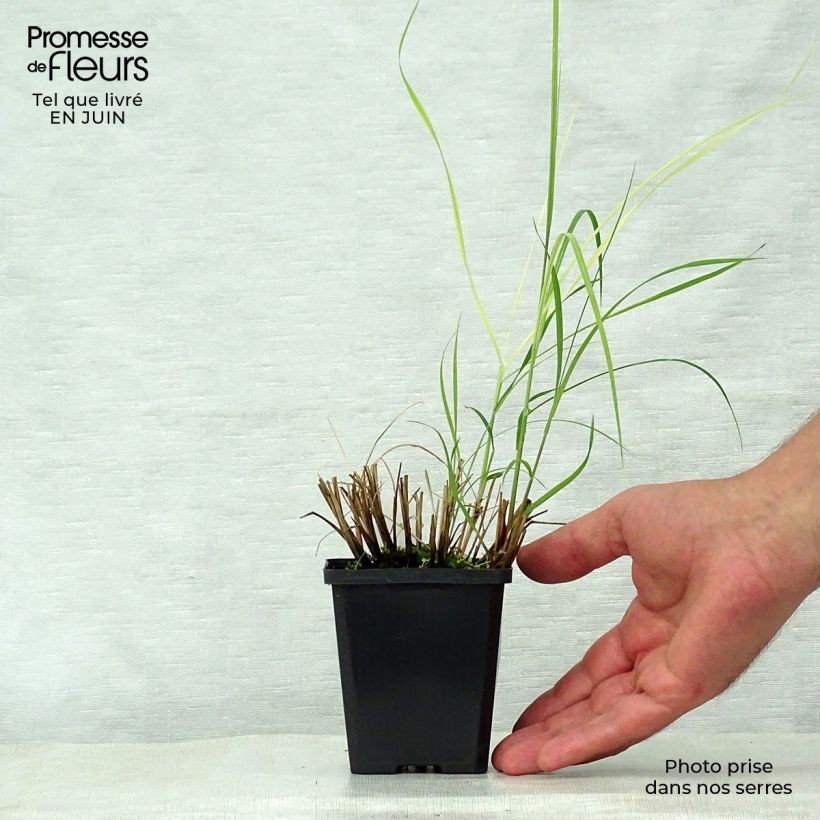 Spécimen de Miscanthus sinensis Silberspinne - Roseau de Chine Godet de 8/9 cm tel que livré en été