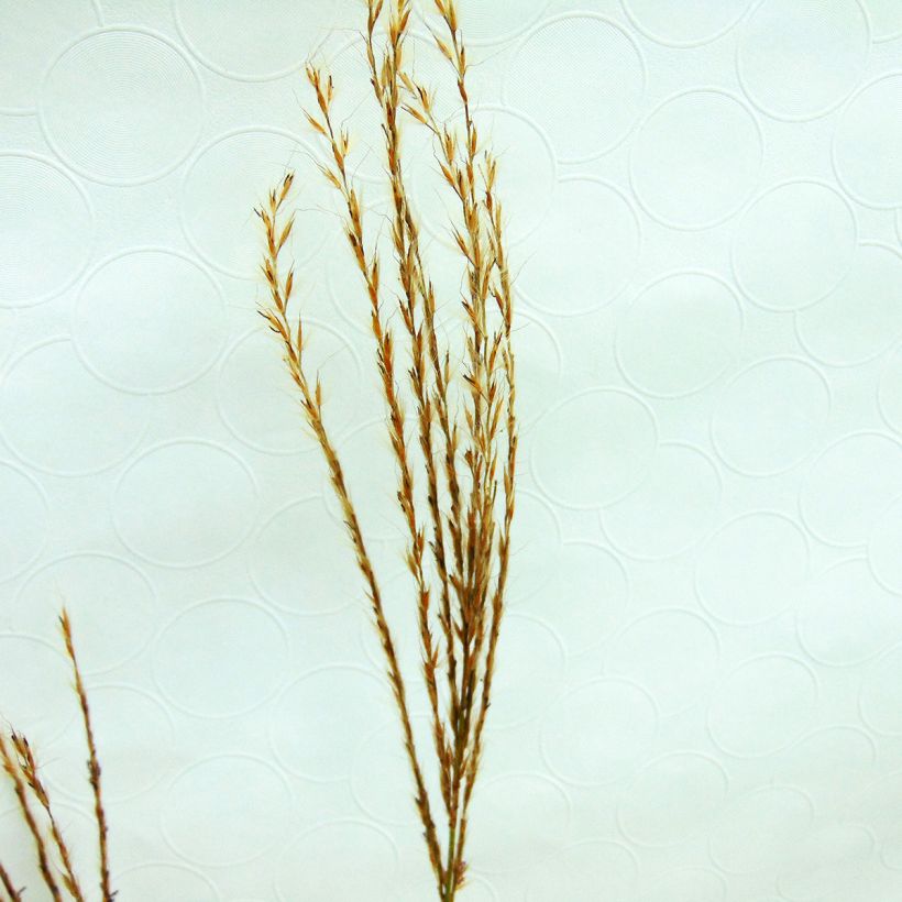 Miscanthus sinensis Sirene - Roseau de Chine (Floraison)