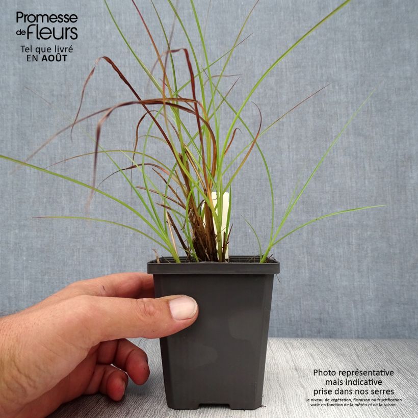 Spécimen de Miscanthus sinensis Sirene - Roseau de Chine Godet de 8/9 cm tel que livré en été