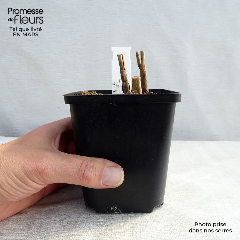 Spécimen de Miscanthus sinensis Sirene - Roseau de Chine Godet de 9cm tel que livré au printemps