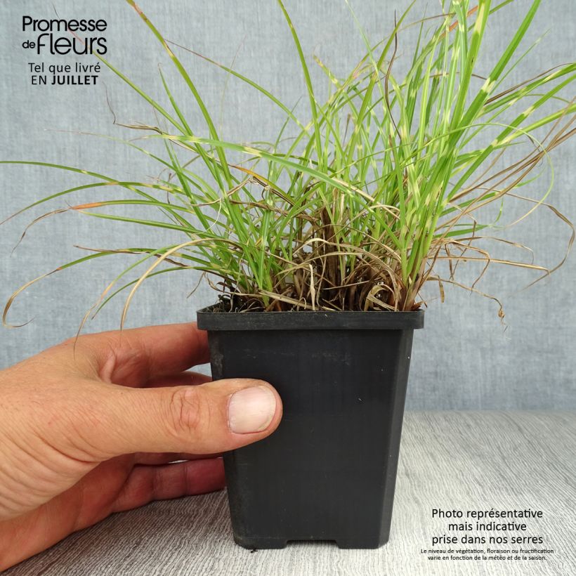 Spécimen de Miscanthus sinensis Strictus Dwarf - Roseau de Chine Godet de 8/9 cm tel que livré en été