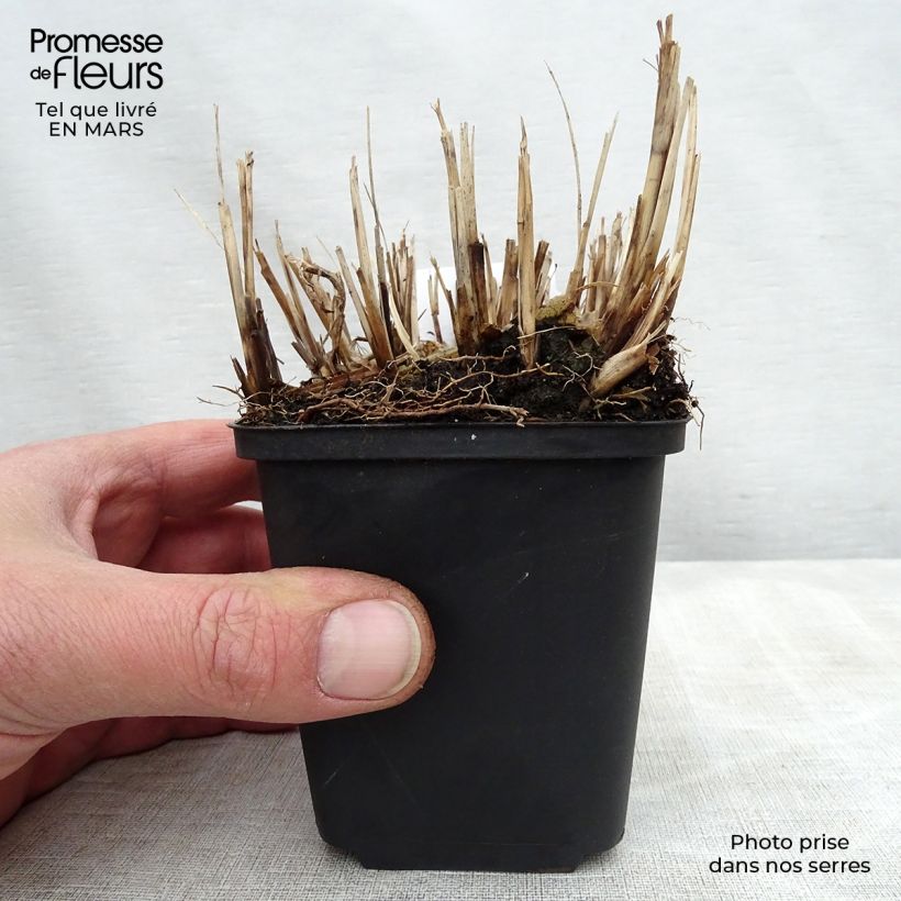 Spécimen de Miscanthus sinensis Strictus Dwarf - Roseau de Chine Godet de 9cm tel que livré au printemps