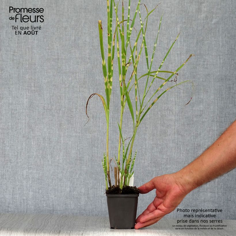 Spécimen de Miscanthus sinensis Strictus - Roseau de Chine Godet de 8/9 cm tel que livré en été