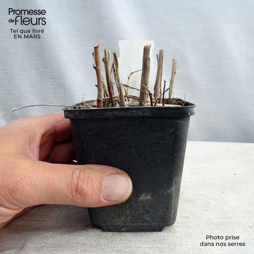 Spécimen de Miscanthus sinensis Strictus - Roseau de Chine en godet de 9 cm tel que livré au printemps
