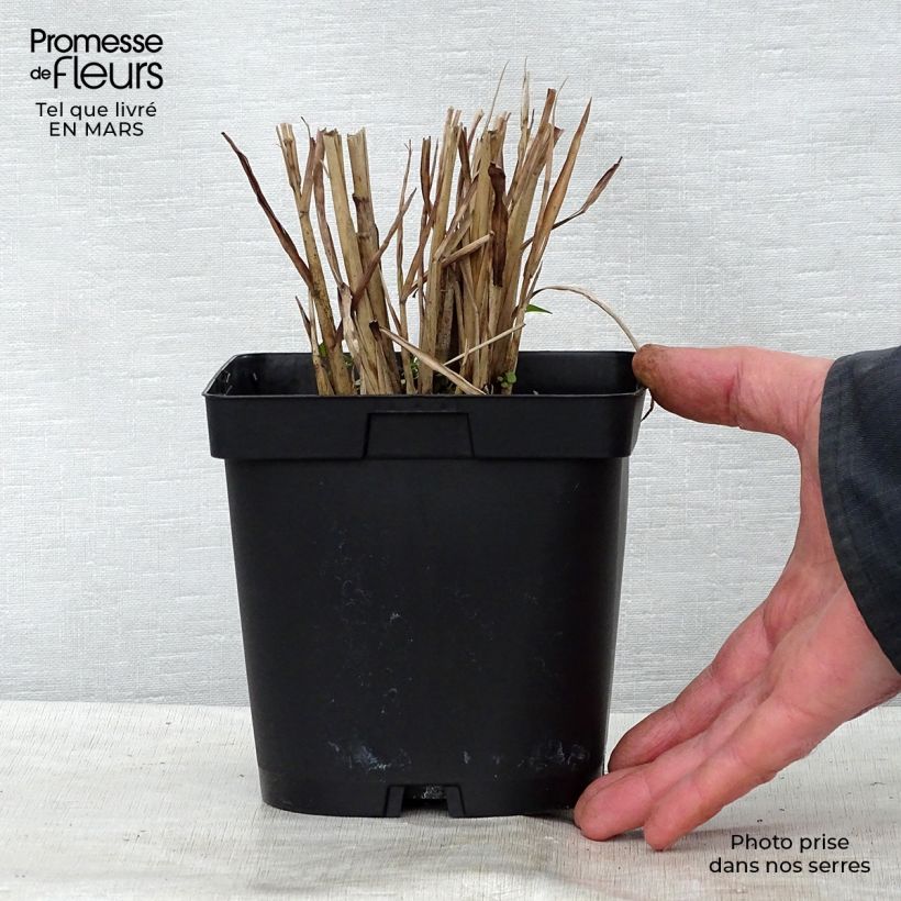 Spécimen de Miscanthus sinensis Strictus - Roseau de Chine en pot de 2L/3L tel que livré au printemps