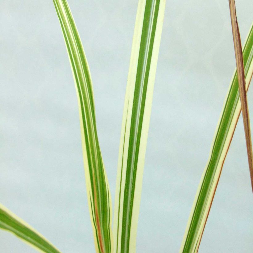 Miscanthus sinensis Variegatus - Roseau de Chine (Feuillage)