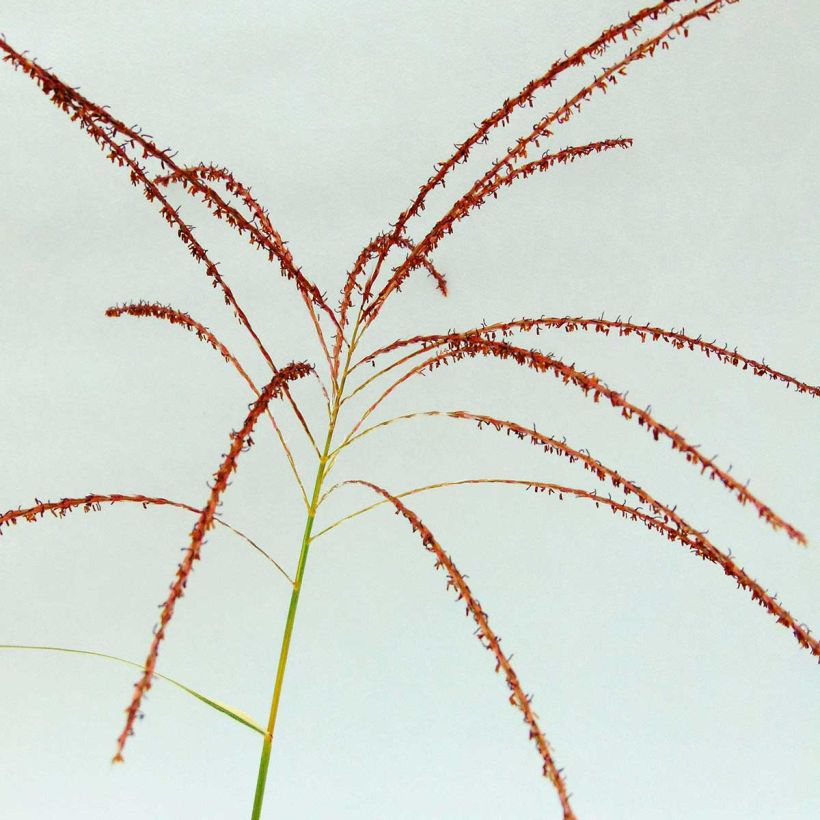 Miscanthus sinensis Variegatus - Roseau de Chine (Floraison)