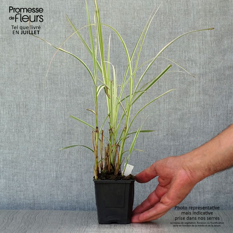 Spécimen de Miscanthus sinensis Variegatus - Roseau de Chine Godet de 8/9 cm tel que livré en été