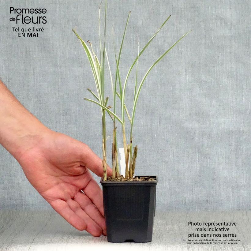 Spécimen de Miscanthus sinensis Variegatus - Roseau de Chine en godet de 9 cm tel que livré au printemps