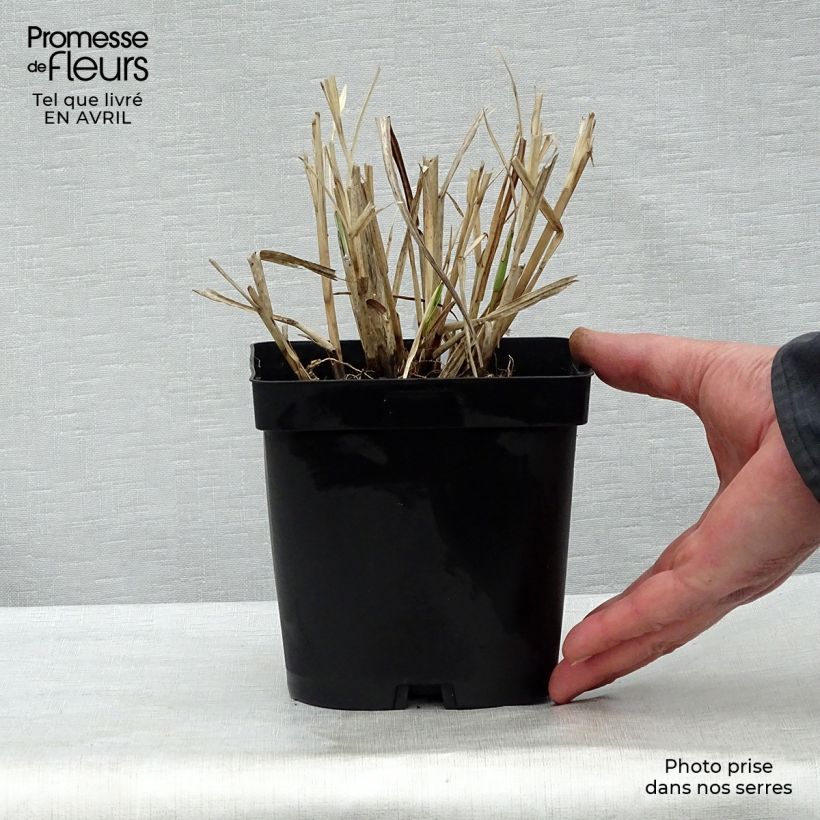 Spécimen de Miscanthus sinensis Variegatus - Roseau de Chine en pot de 2L/3L tel que livré au printemps