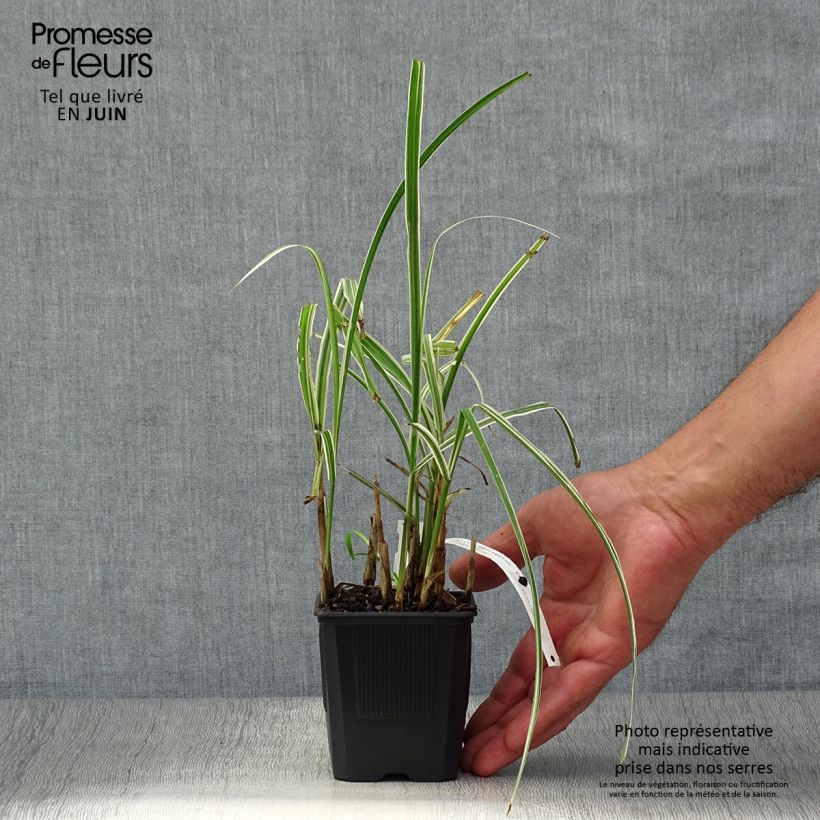 Spécimen de Miscanthus sinensis Variegatus - Roseau de Chine Pot de 2L/3L tel que livré en été