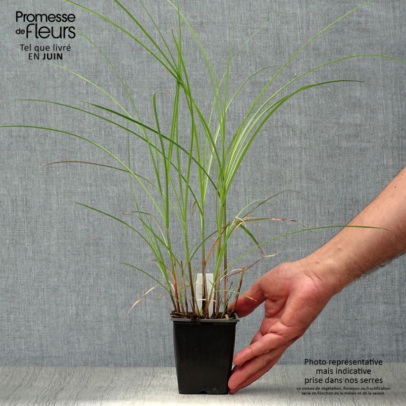 Spécimen de Miscanthus sinensis Yaku-Jima - Roseau de Chine  Godet de 8/9 cm tel que livré en été