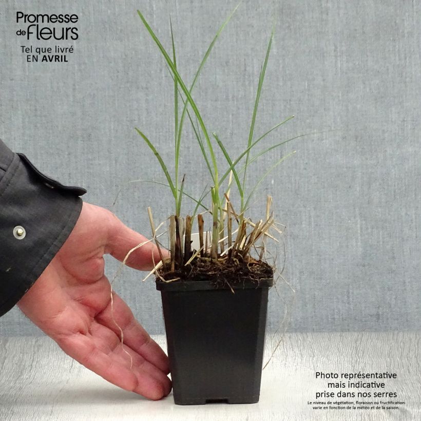 Spécimen de Miscanthus sinensis Yaku-Jima - Roseau de Chine en godet de 8 cm tel que livré au printemps