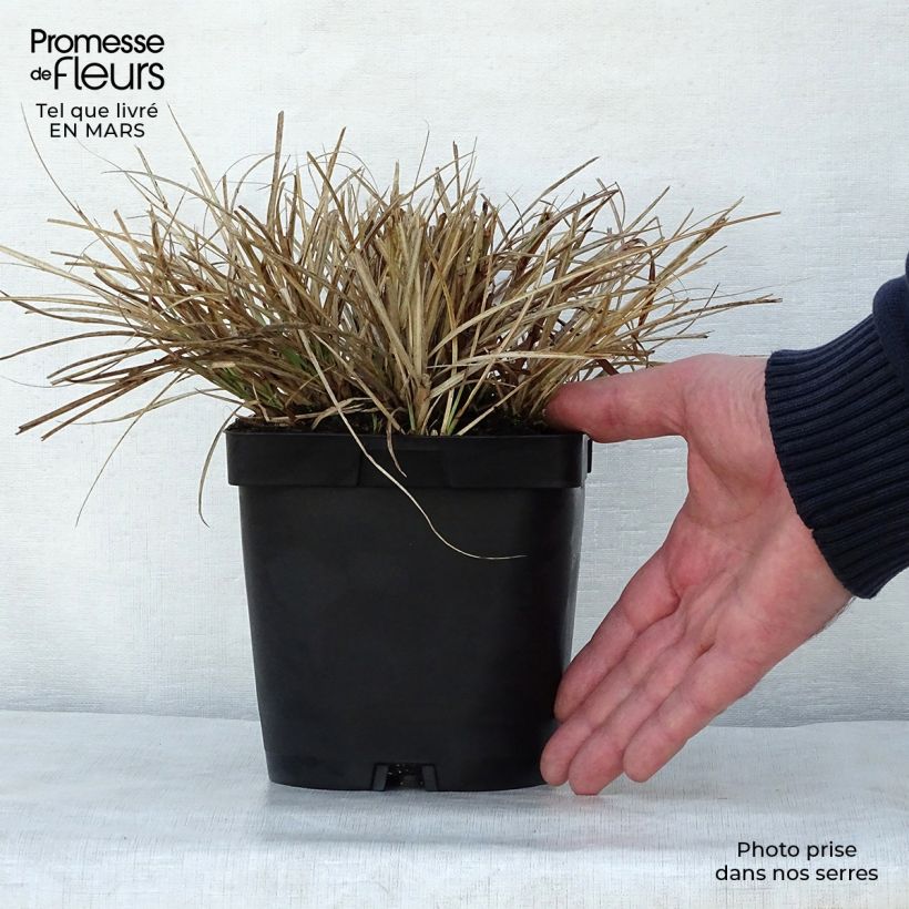 Spécimen de Miscanthus sinensis Yaku-Jima - Roseau de Chine en pot de 2/3 litres tel que livré au printemps