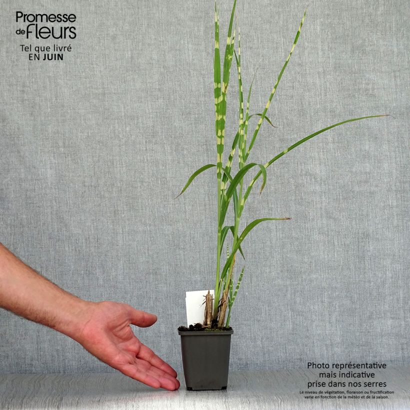 Spécimen de Miscanthus sinensis Zebrinus - Roseau de Chine Godet de 8/9 cm tel que livré en été