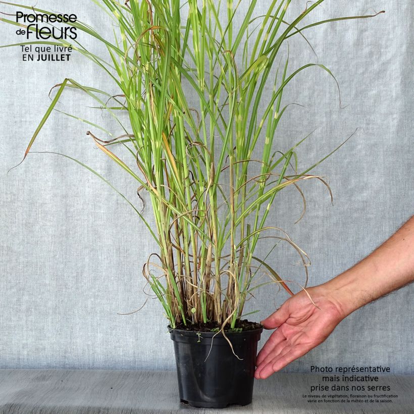 Spécimen de Miscanthus sinensis Zebrinus - Roseau de Chine Pot de 2L/3L tel que livré en été