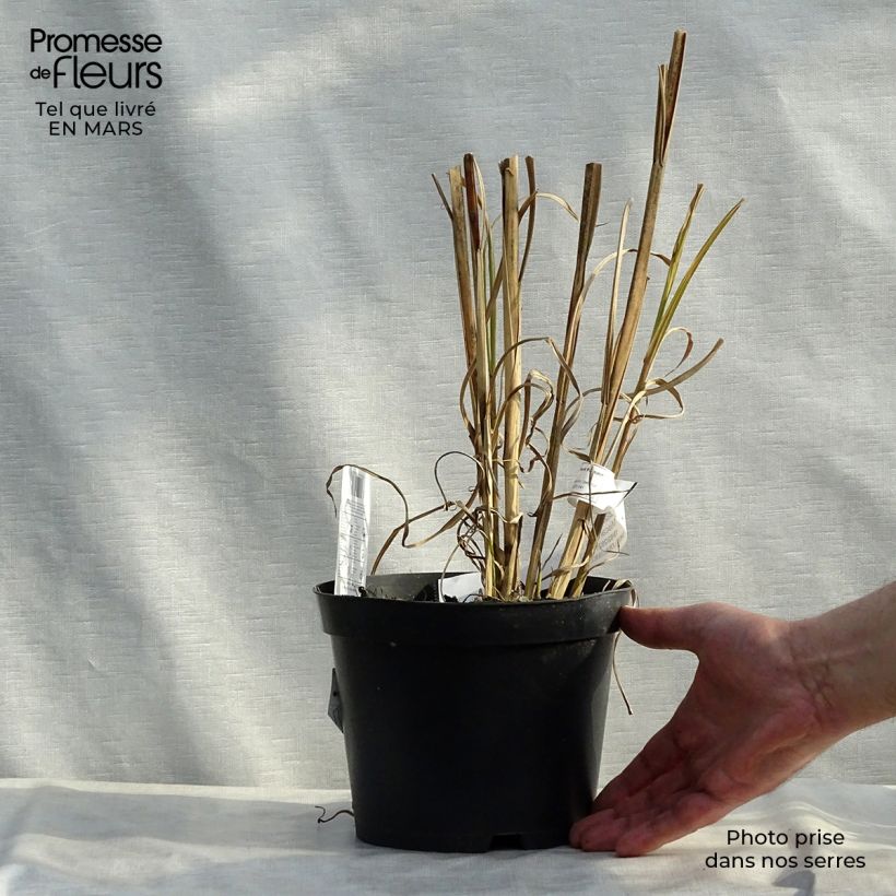 Spécimen de Miscanthus sinensis Zebrinus - Roseau de Chine en pot de 2L/3L tel que livré au printemps