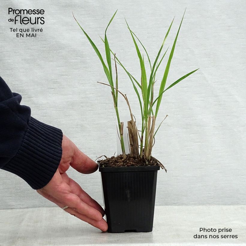 Spécimen de Miscanthus sinensis Zebrinus - Roseau de Chine en godet de 9cm tel que livré au printemps