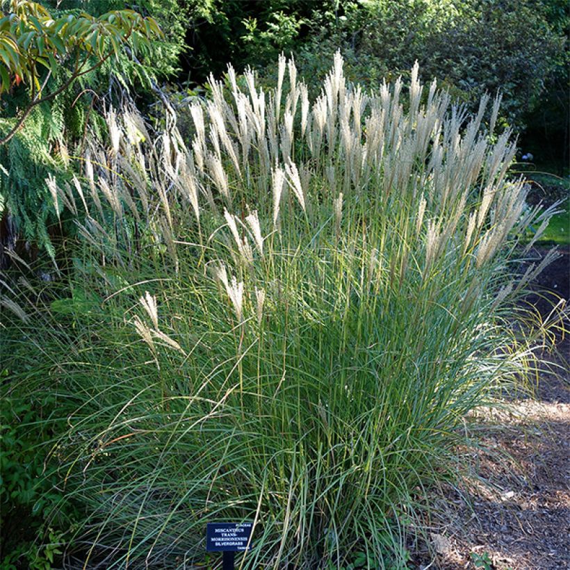 Miscanthus transmorrisonensis - Roseau de Chine (Port)