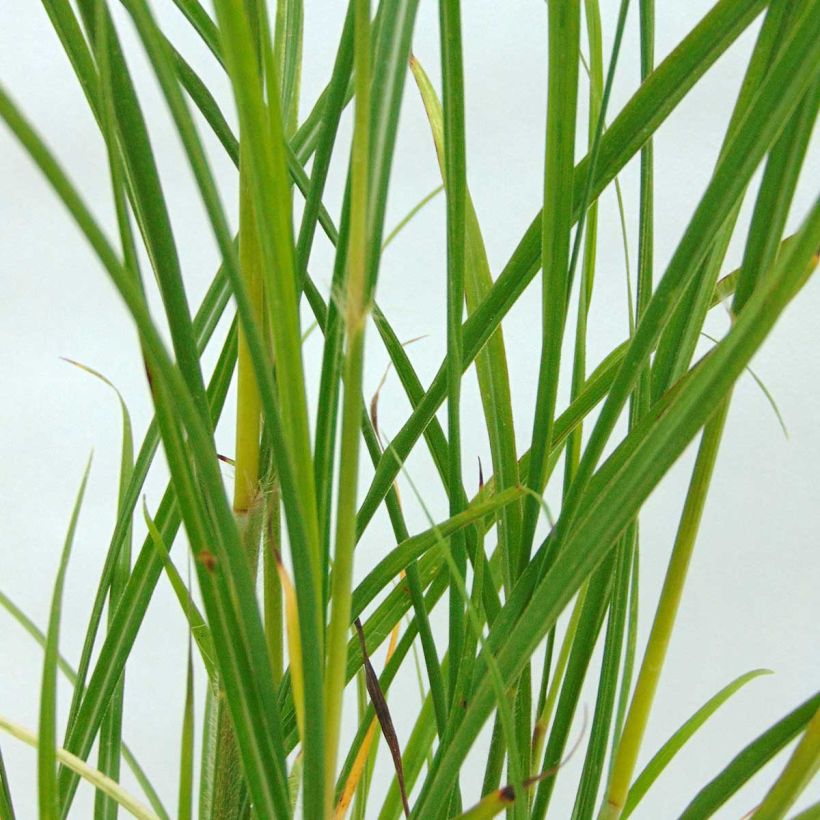 Miscanthus transmorrisonensis - Roseau de Chine (Feuillage)