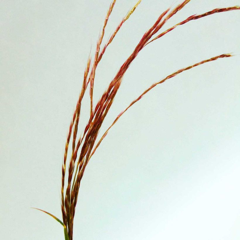 Miscanthus transmorrisonensis - Roseau de Chine (Floraison)