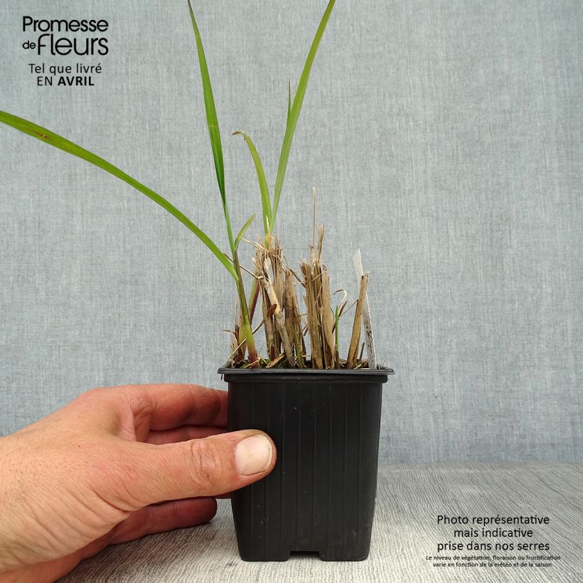 Spécimen de Miscanthus transmorrisonensis - Roseau de Chine Godet de 9cm tel que livré au printemps