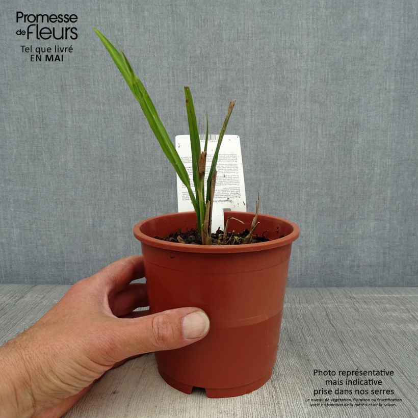 Spécimen de Miscanthus transmorrisonensis - Roseau de Chine Pot de 1L/1.5L tel que livré au printemps