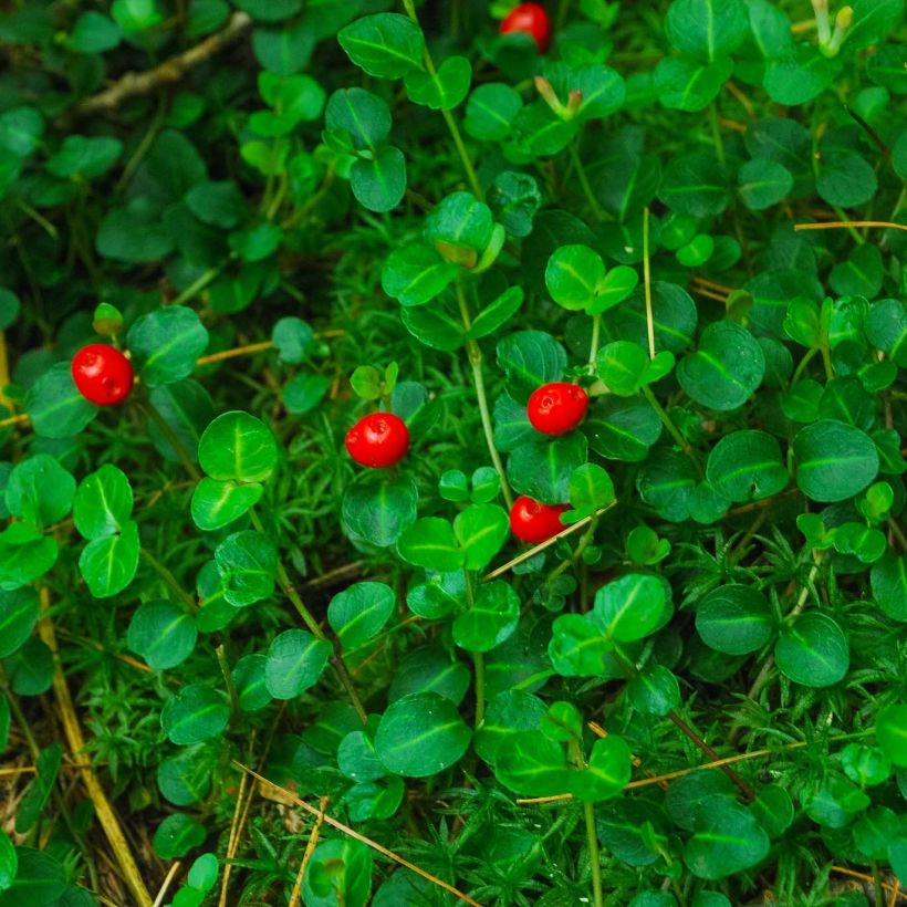 Mitchella repens - Pain de perdrix                       (Feuillage)