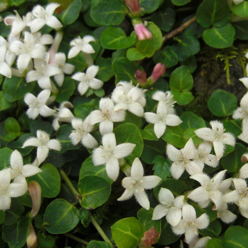 Mitchella repens - Pain de perdrix                       (Floraison)