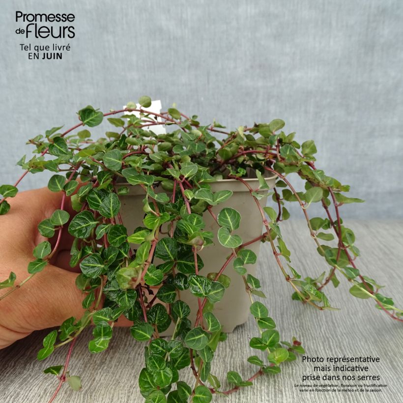 Spécimen de Mitchella repens - Pain de perdrix                       Godet de 8/9 cm tel que livré en été