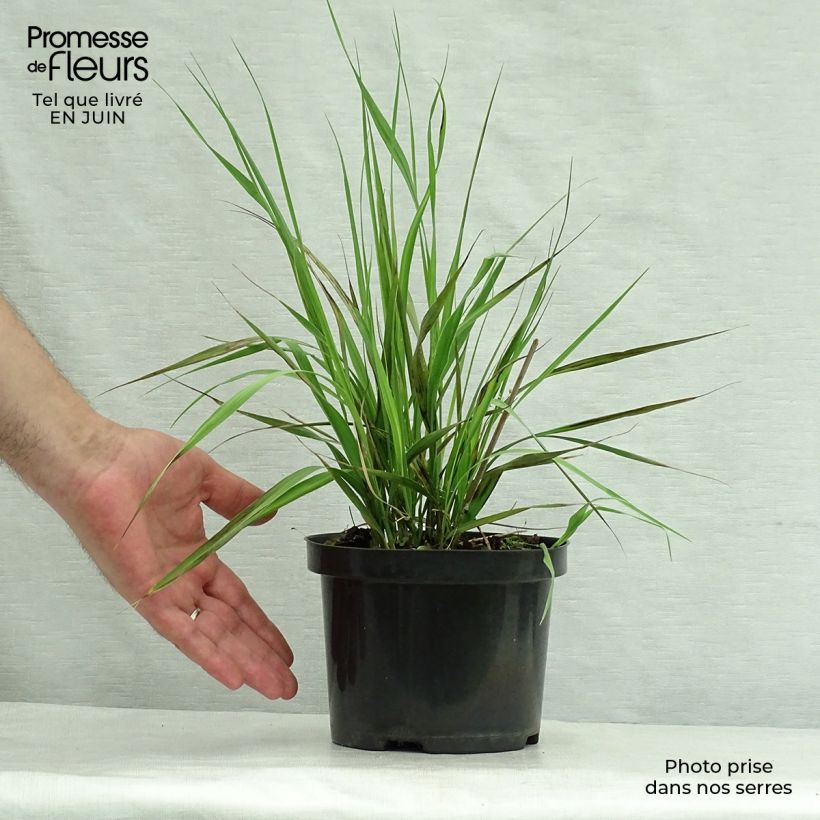 Spécimen de Molinia arundinacea Karl Foerster - Molinie Pot de 2L/3L tel que livré en été